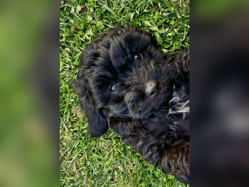 Maltipoo malteser zwergpudel