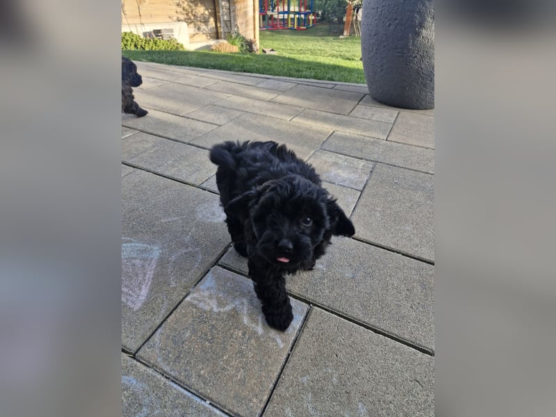 Maltipoo malteser zwergpudel