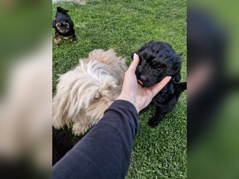 Maltipoo malteser zwergpudel