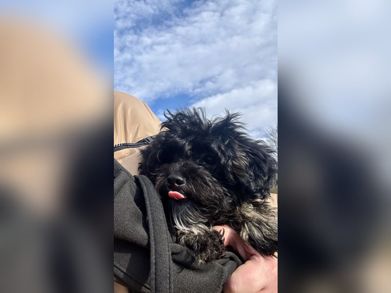 Maltipoo Rüde
