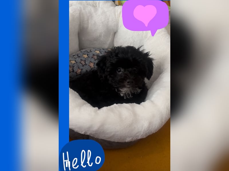 Maltipoo Rüde