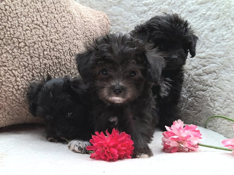 * Mini Bollipoo Rüde in Silber * ca. 2kg ausgew.! Toypudel x Bolonka wie Maltipoo
