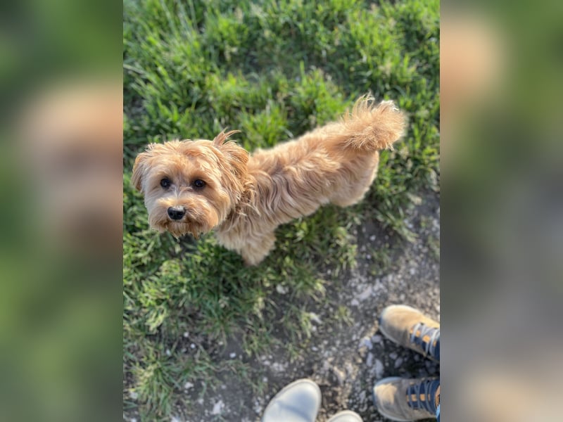 Maltipoo Junghund