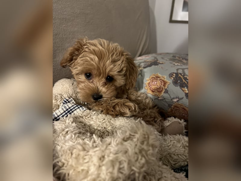 Maltipoo Junghund