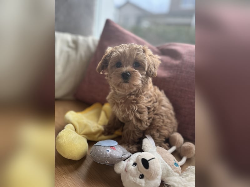 Maltipoo Junghund