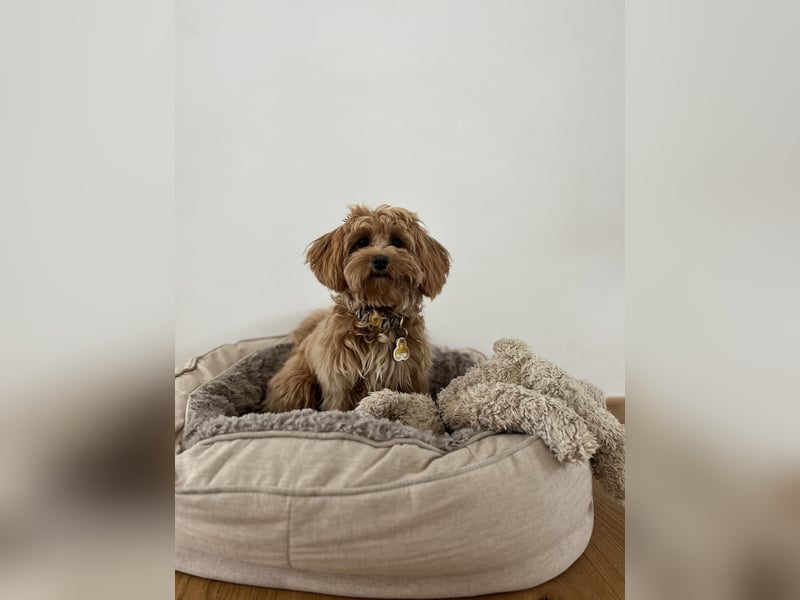 Maltipoo Junghund