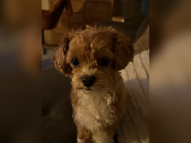 Maltipoo Deckrüde