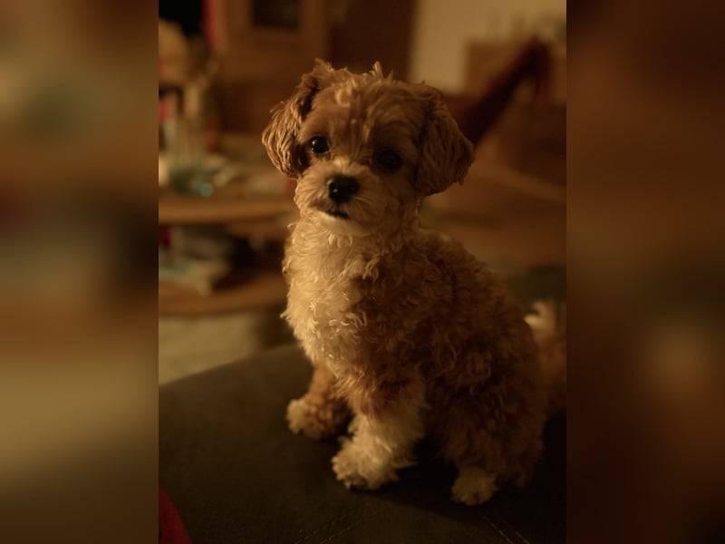 Maltipoo Deckrüde