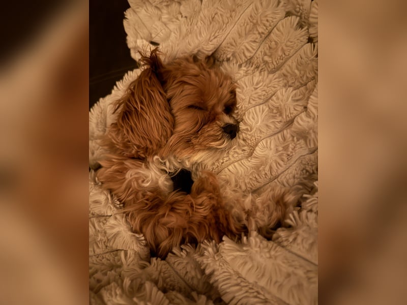 Maltipoo Deckrüde