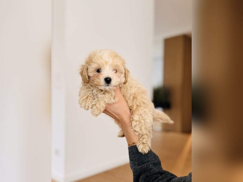 Maltipoo Pudel Malteser
