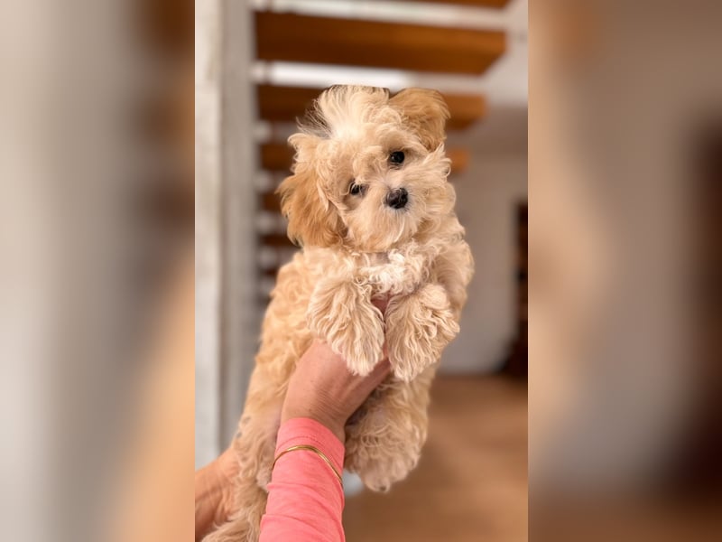 Maltipoo Pudel Malteser