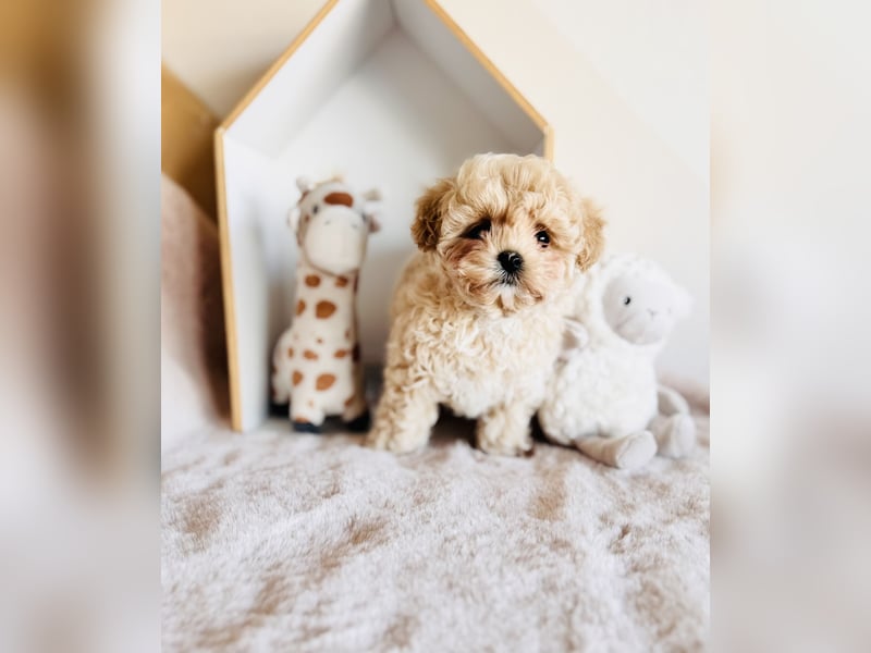 Maltipoo Pudel Malteser