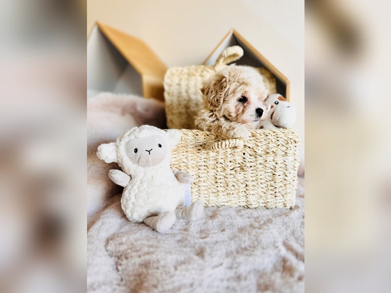 Maltipoo Pudel Malteser
