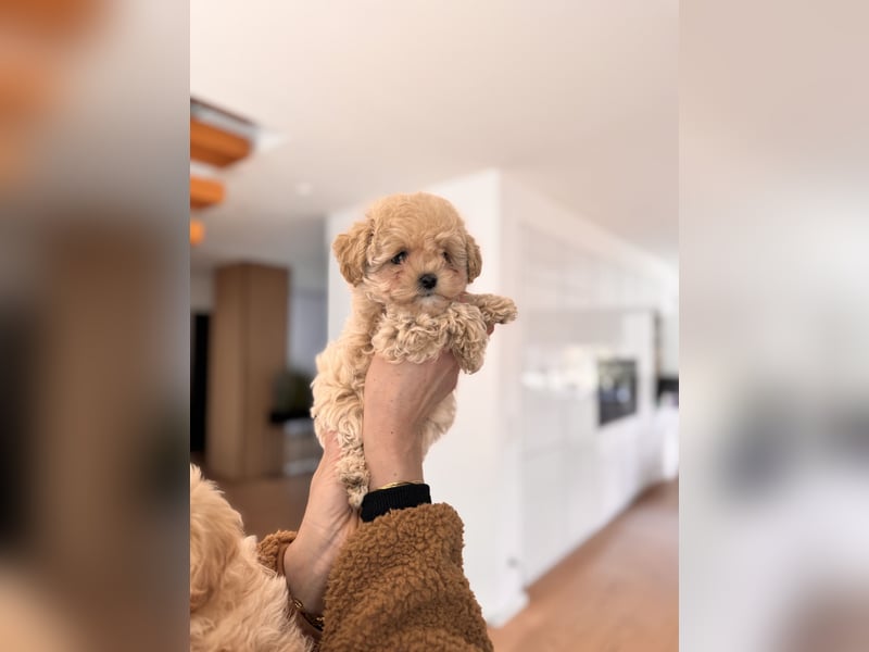 Maltipoo Pudel Malteser