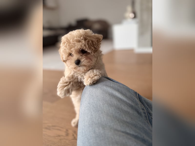 Maltipoo Pudel Malteser