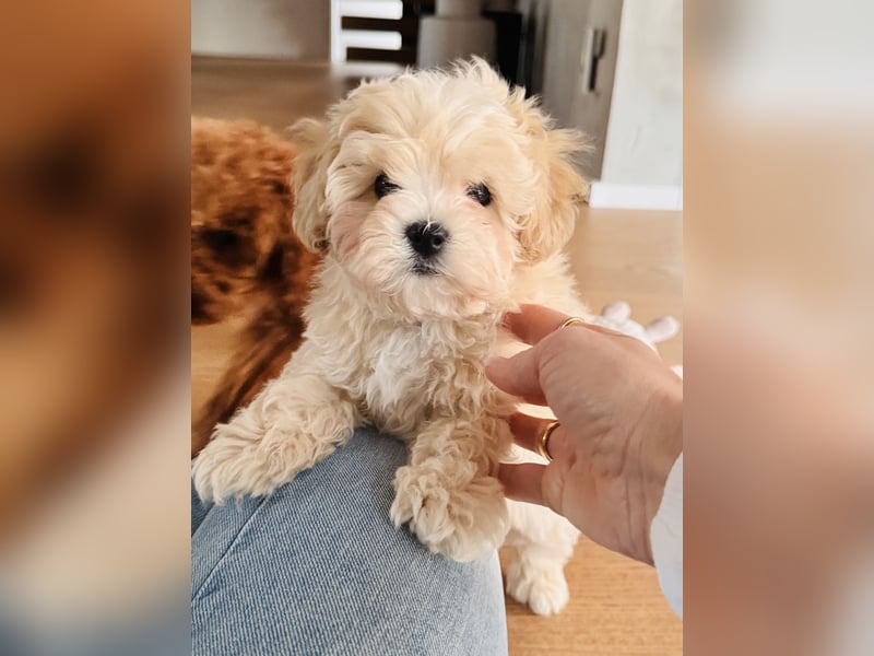 Maltipoo Pudel Malteser