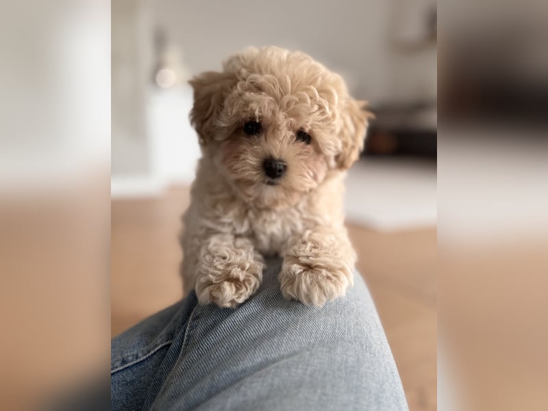 Maltipoo Pudel Malteser