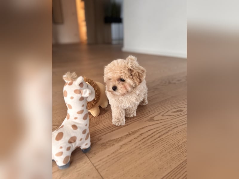 Maltipoo Pudel Malteser