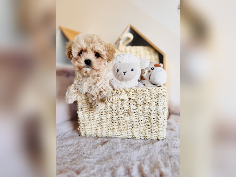 Maltipoo Pudel Malteser