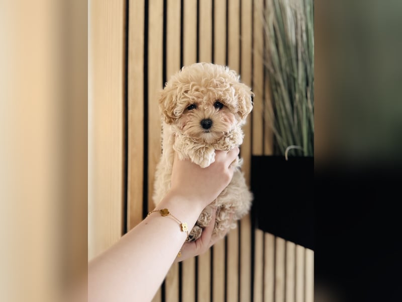 Maltipoo Pudel Malteser