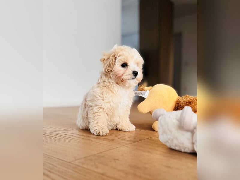 Maltipoo Pudel Malteser