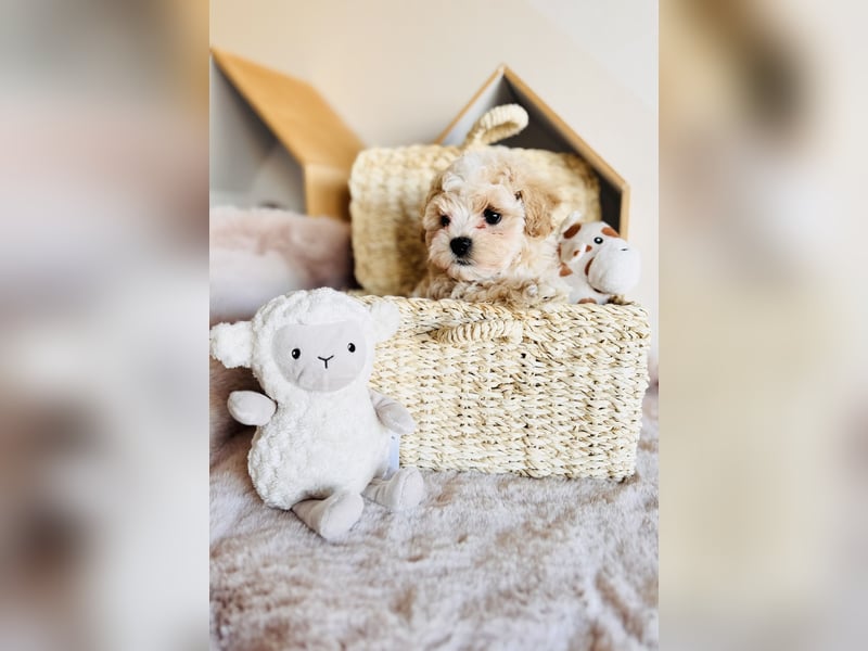 Maltipoo Pudel Malteser