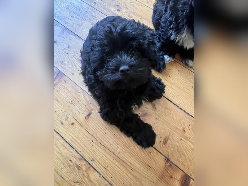 Wunderschöner junger schwarzer Maltipoo