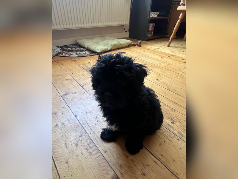Schöner und temperamentvoller schwarzer Maltipoo Pom