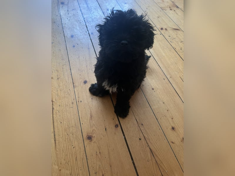 Schöner und temperamentvoller schwarzer Maltipoo Pom