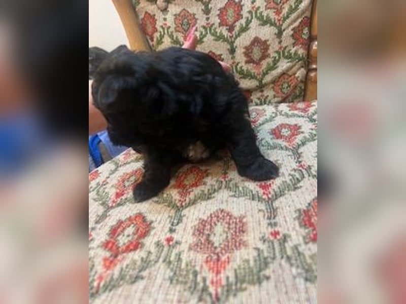 Wunderschöne schwarze Maltipoo-Pom-Welpen