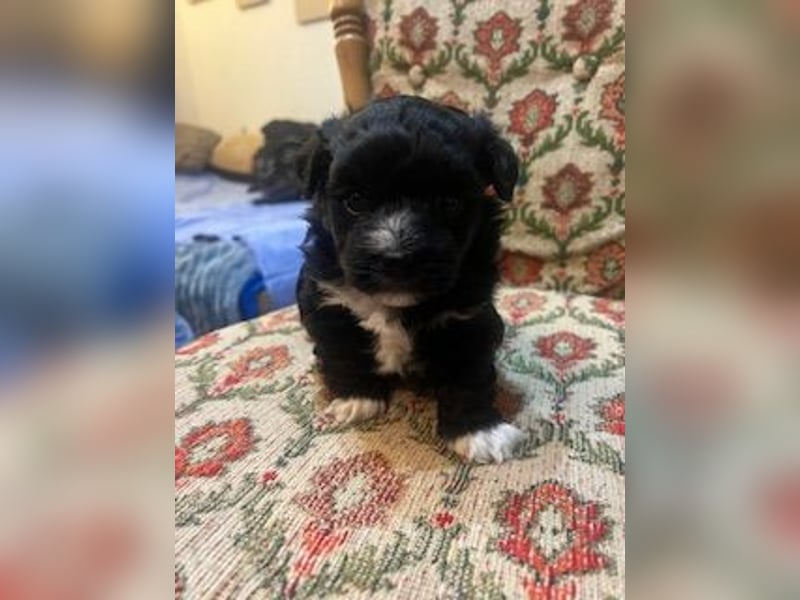 Wunderschöne schwarze Maltipoo-Pom-Welpen
