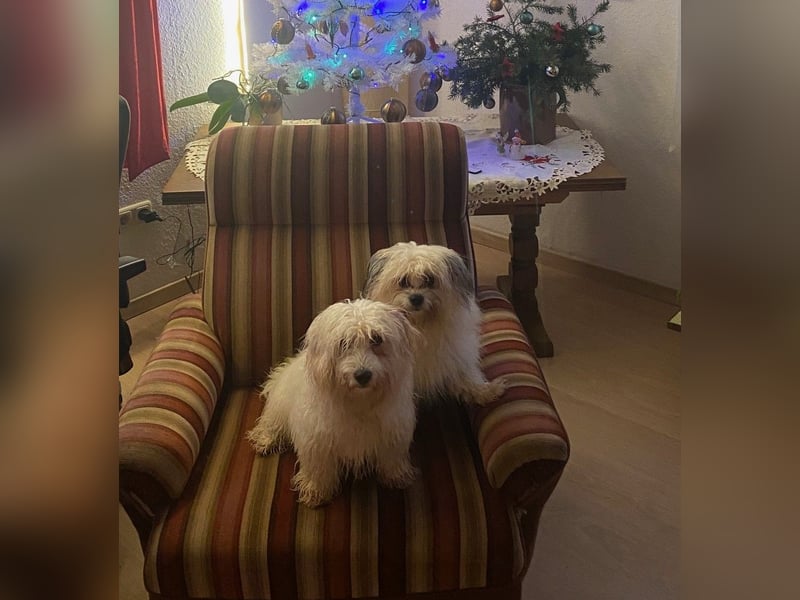 Wunderschöne schwarze Maltipoo-Pom-Welpen