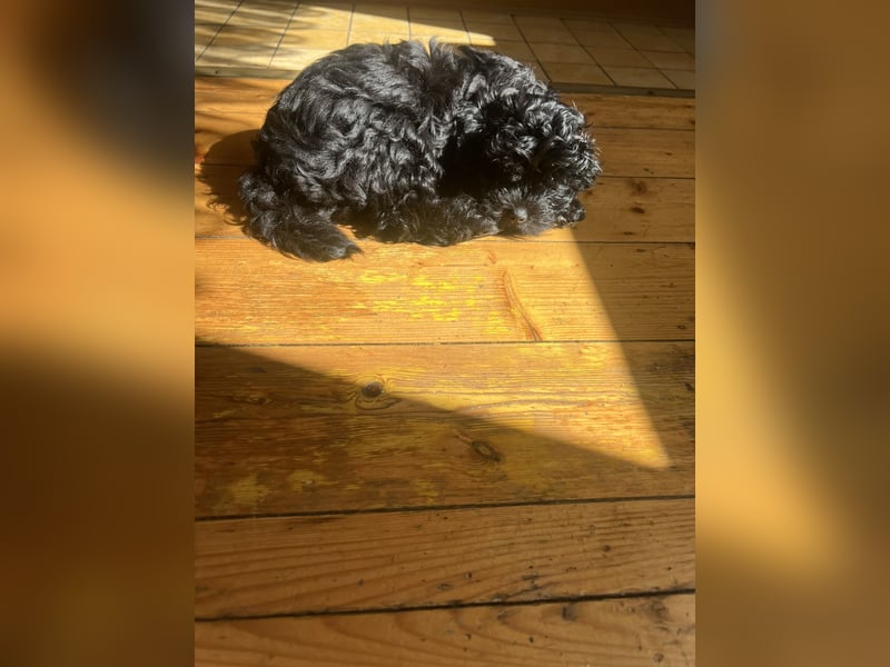 Schöner und temperamentvoller schwarzer Maltipoo Pom