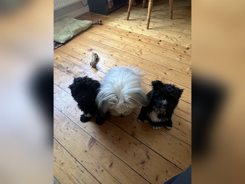Schöner und temperamentvoller schwarzer Maltipoo Pom