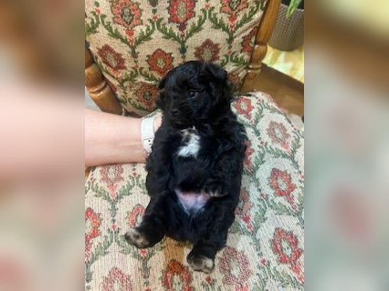 Wunderschöne schwarze Maltipoo-Pom-Welpen