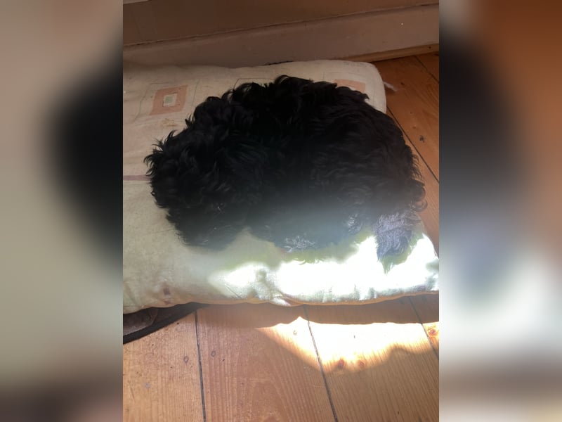 Schöner und temperamentvoller schwarzer Maltipoo Pom