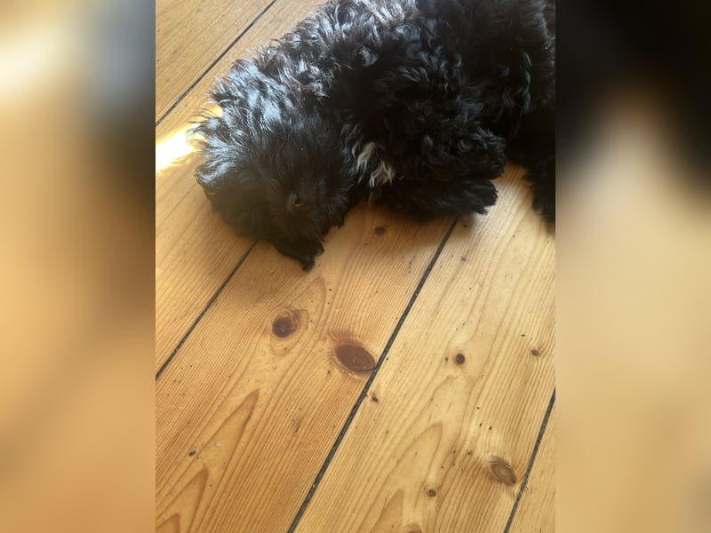 Schöner und temperamentvoller schwarzer Maltipoo Pom