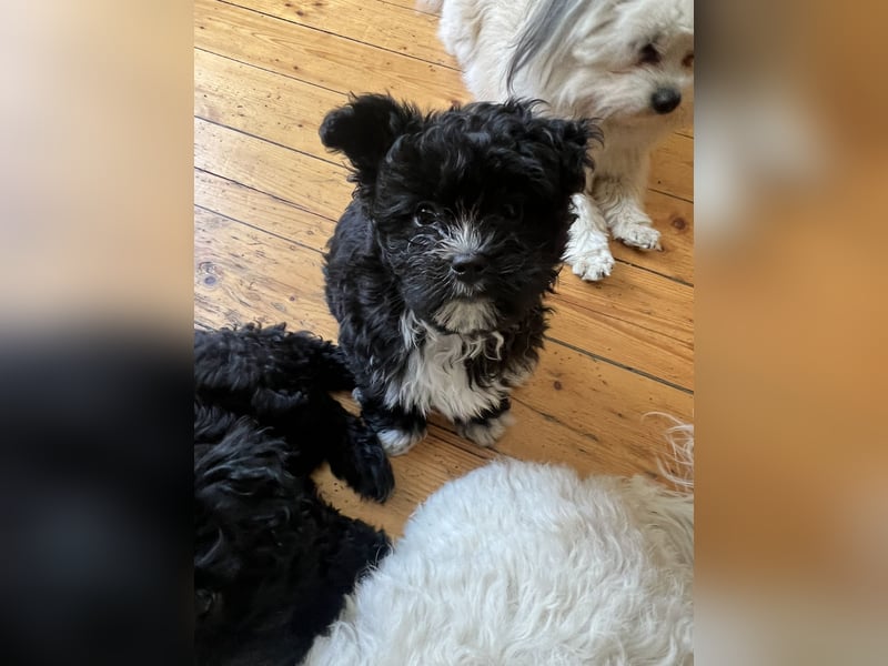 Schöner und temperamentvoller schwarzer Maltipoo Pom