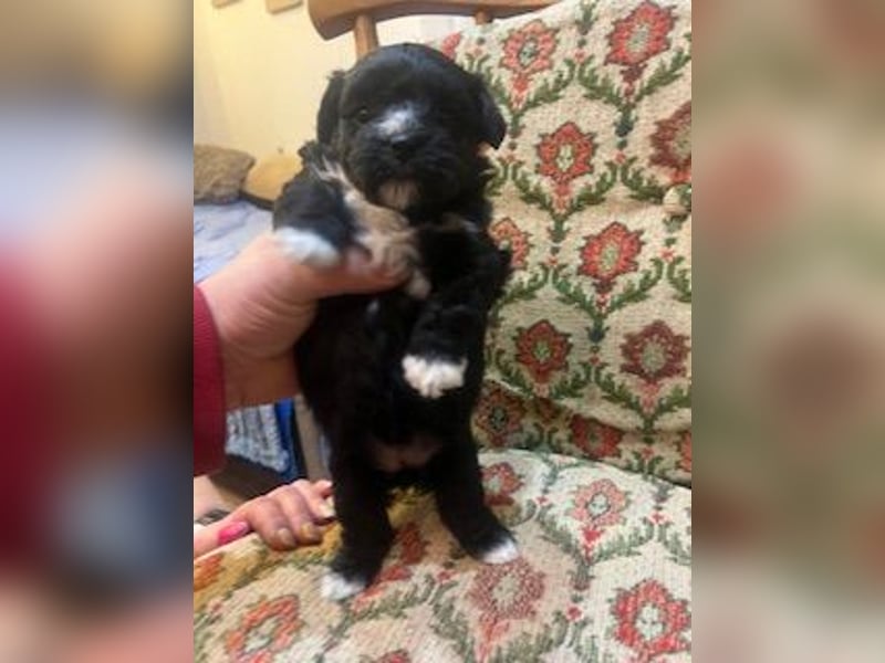 Wunderschöne schwarze Maltipoo-Pom-Welpen