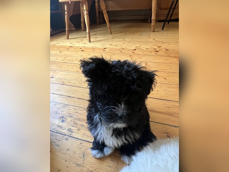 Schöner und temperamentvoller schwarzer Maltipoo Pom