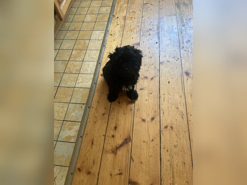 Schöner und temperamentvoller schwarzer Maltipoo Pom