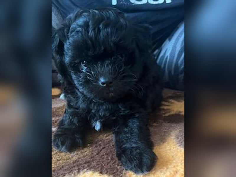 Wunderschöne schwarze Maltipoo-Pom-Welpen