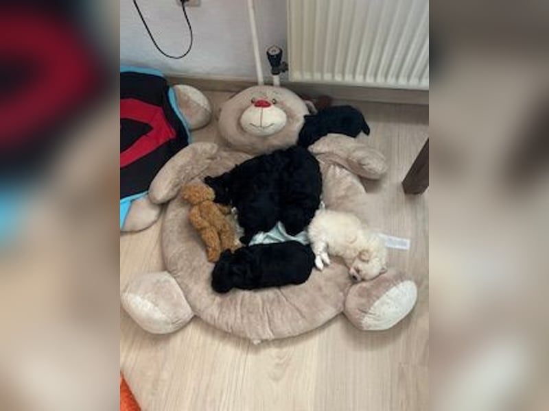 Wunderschöne schwarze Maltipoo-Pom-Welpen