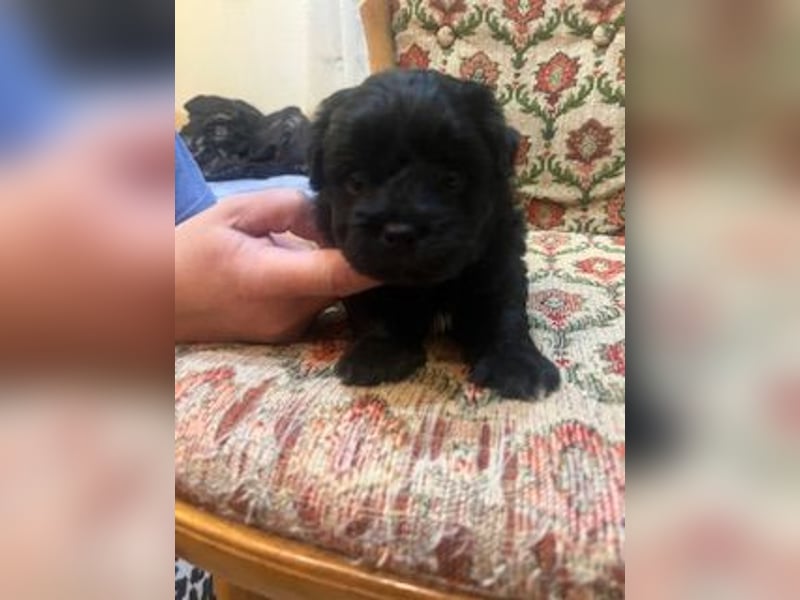 Wunderschöne schwarze Maltipoo-Pom-Welpen