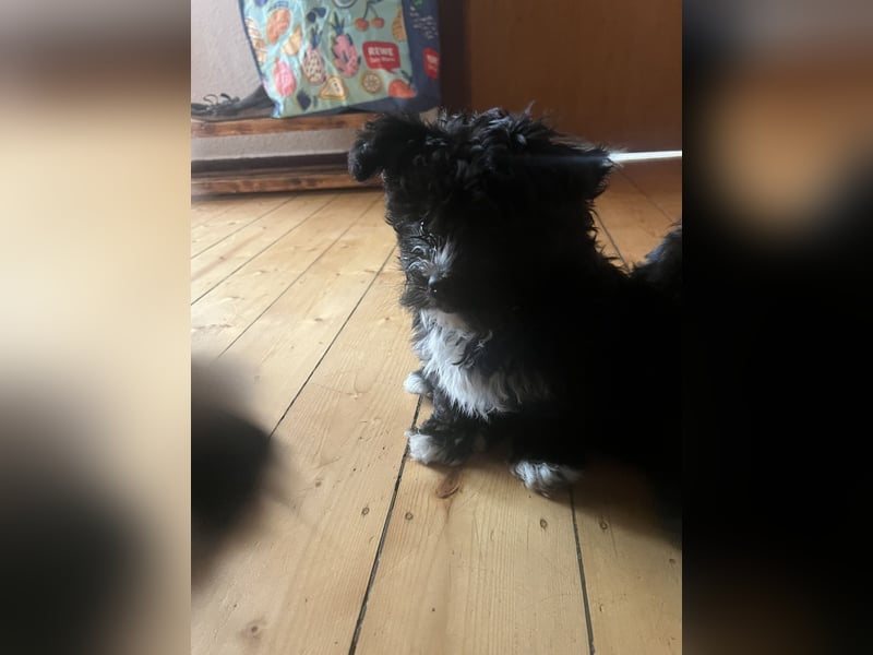Schöner und temperamentvoller schwarzer Maltipoo Pom
