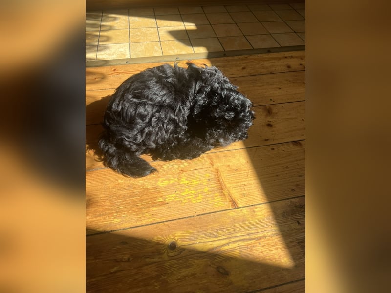 Schöner und temperamentvoller schwarzer Maltipoo Pom