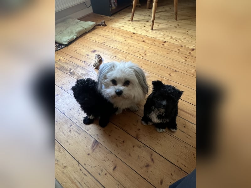 Schöner und temperamentvoller schwarzer Maltipoo Pom