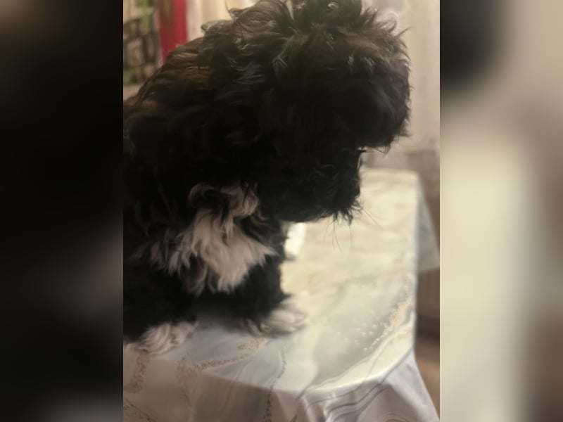 Schöner und temperamentvoller schwarzer Maltipoo Pom