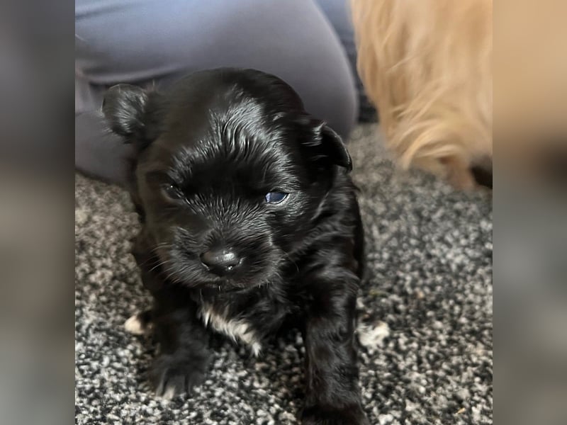 Wunderschöne schwarze Maltipoo-Pom-Welpen