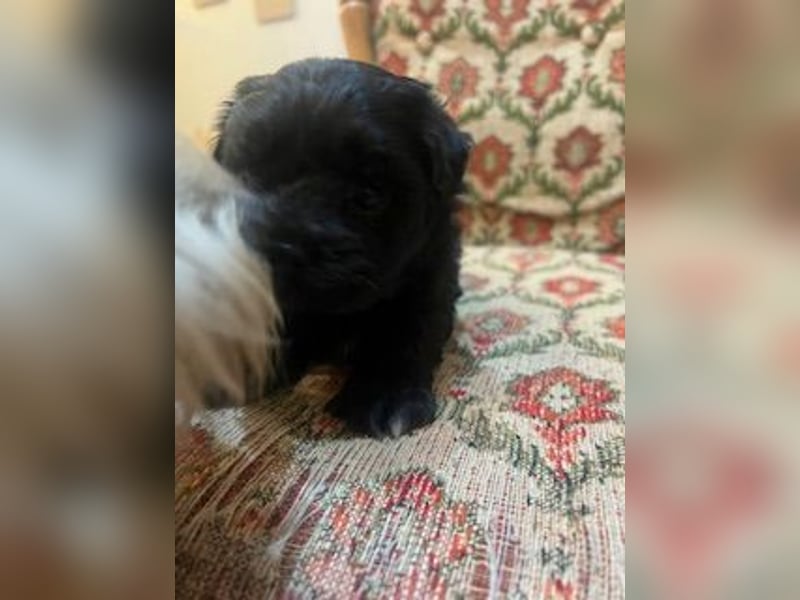Wunderschöne schwarze Maltipoo-Pom-Welpen